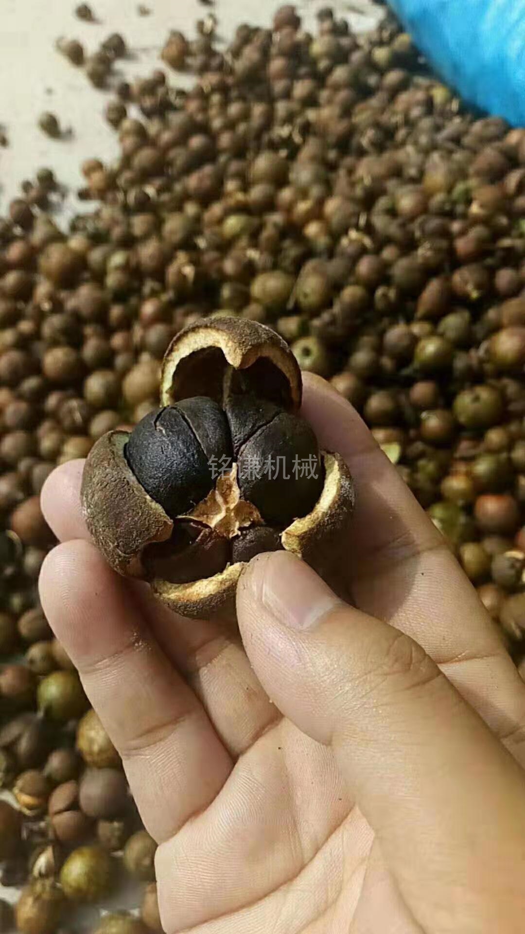调试茶籽原材料